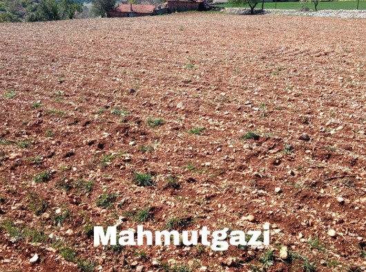ÇAL MAHMUTGAZİ DE BÜYÜK TARLA