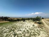 ALTINTEPE ' DE ZEYTİN TARLASI