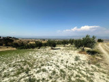 ALTINTEPE ' DE ZEYTİN TARLASI