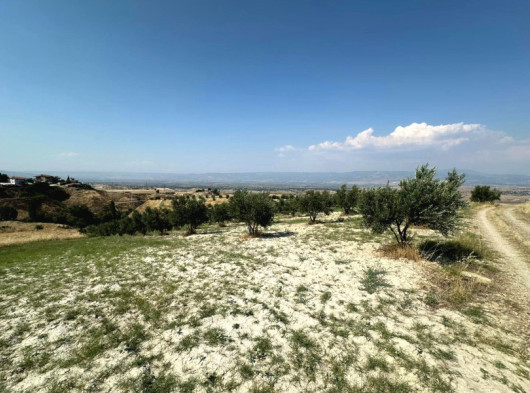 ALTINTEPE ' DE ZEYTİN TARLASI