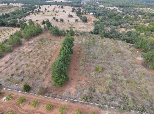KIZILCABÖLÜK'TE 17.845 M² YETİŞKİN BADEM AĞAÇLI SATILIK TARLA